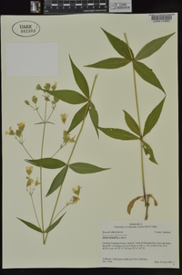 Silene stellata image