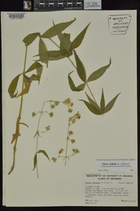 Silene stellata image