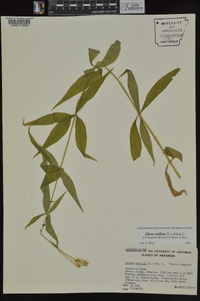 Silene stellata image