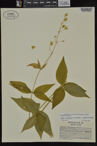 Silene stellata image