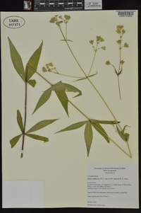 Silene stellata image