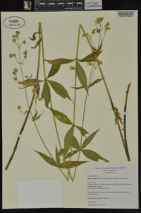 Silene stellata image