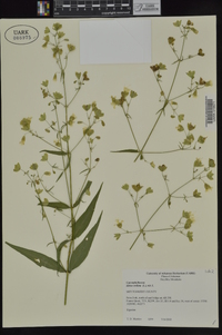 Silene stellata image