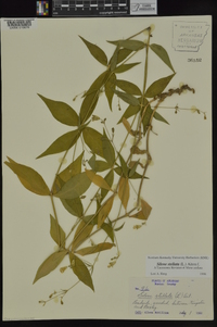 Silene stellata image