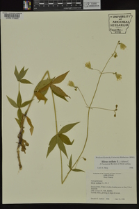 Silene stellata image