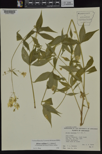 Silene stellata image