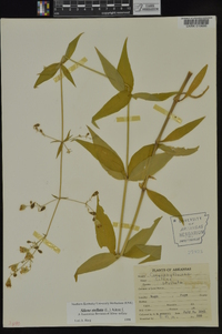 Silene stellata image