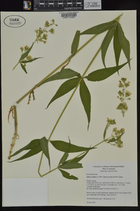 Silene stellata image