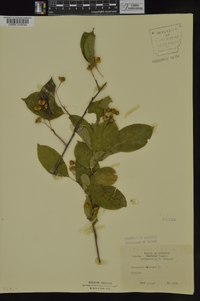 Celastrus scandens image