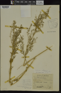 Chenopodium berlandieri image