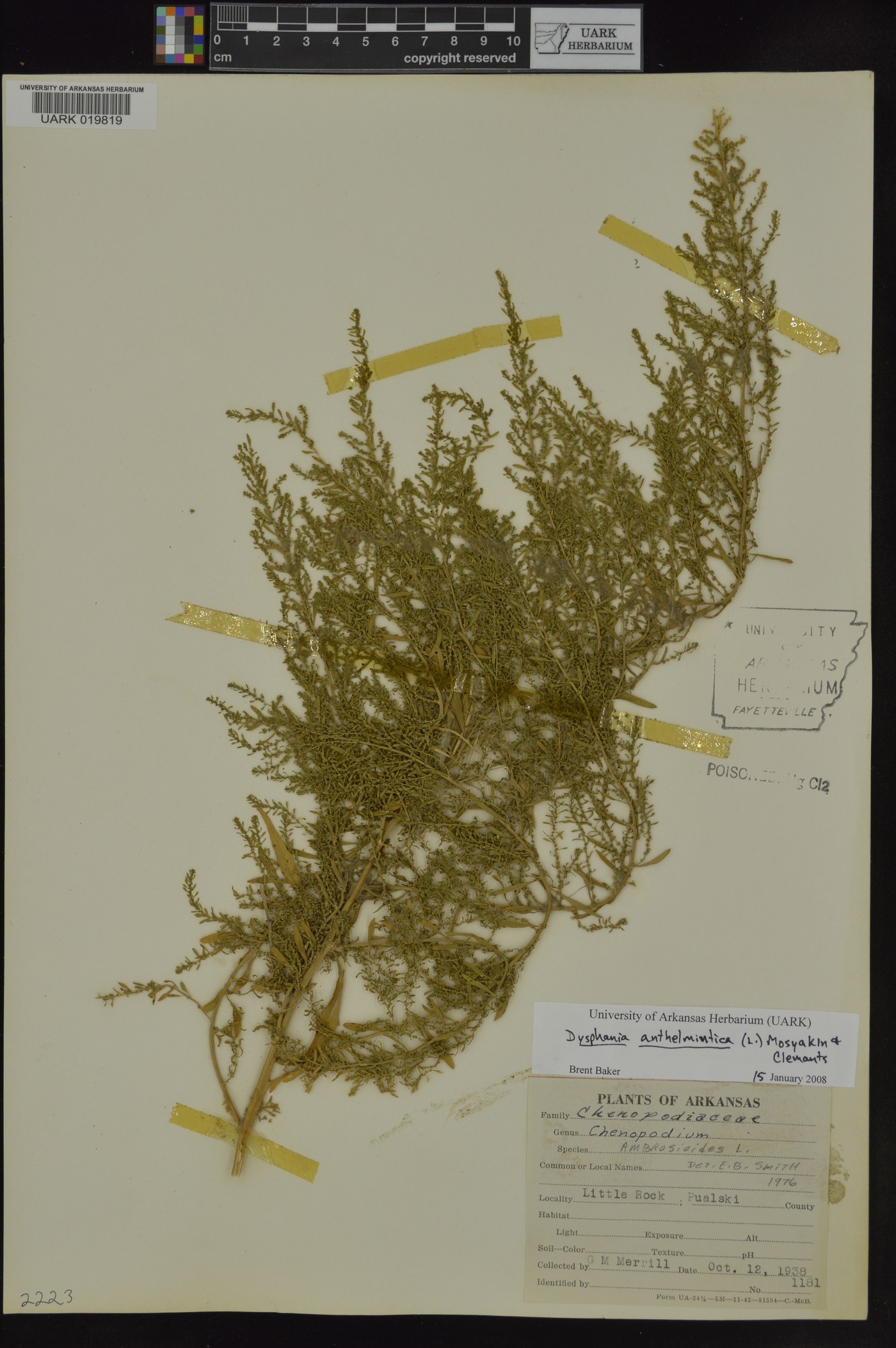 Dysphania anthelmintica image