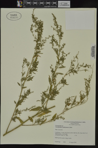 Chenopodium standleyanum image