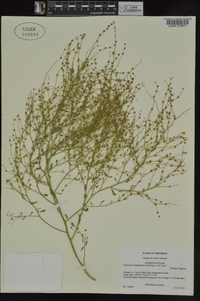 Cycloloma atriplicifolium image