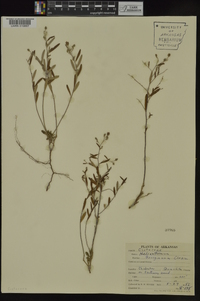 Helianthemum georgianum image