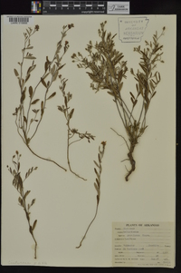 Helianthemum georgianum image