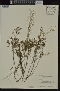 Helianthemum georgianum image