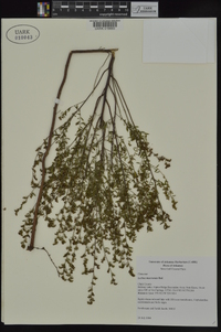 Lechea mucronata image