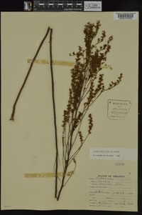 Lechea mucronata image