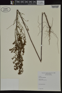 Lechea mucronata image