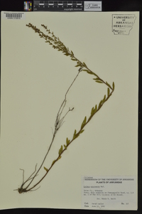 Lechea mucronata image