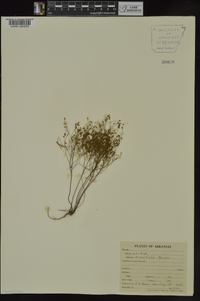 Lechea tenuifolia image