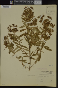 Hypericum lobocarpum image