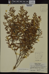 Hypericum lobocarpum image