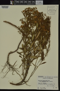 Hypericum lobocarpum image