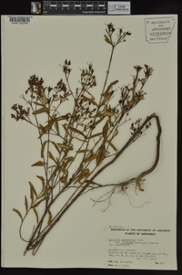 Hypericum densiflorum image