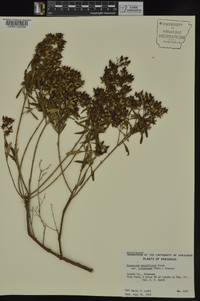 Hypericum densiflorum image