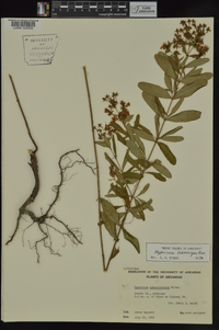 Hypericum lobocarpum image