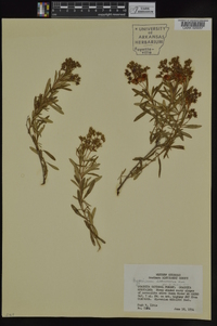 Hypericum lobocarpum image