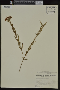 Hypericum densiflorum image