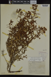 Hypericum lobocarpum image