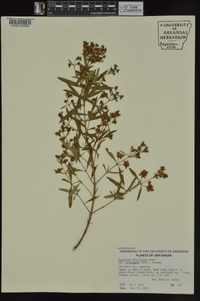 Hypericum densiflorum image