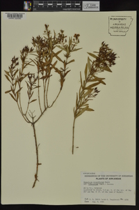 Hypericum densiflorum image