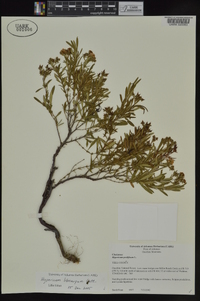 Hypericum lobocarpum image