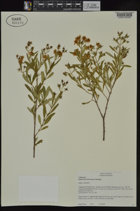 Hypericum lobocarpum image