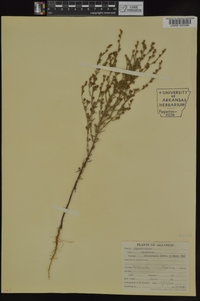 Hypericum drummondii image