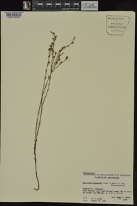 Hypericum drummondii image