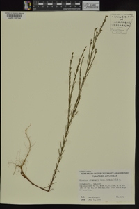 Hypericum drummondii image