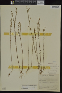 Hypericum drummondii image