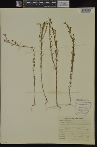 Hypericum drummondii image