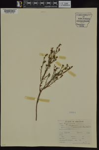 Hypericum drummondii image