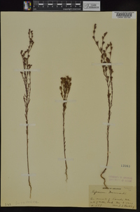 Hypericum drummondii image