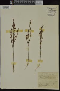 Hypericum drummondii image