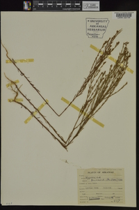 Hypericum drummondii image