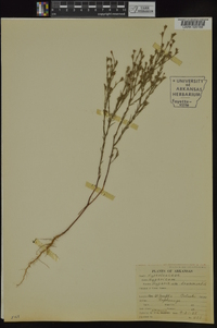 Hypericum drummondii image