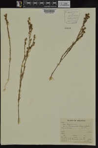 Hypericum drummondii image