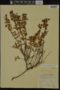 Hypericum hypericoides subsp. hypericoides image